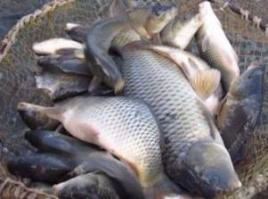 В Мариуполе незаконная ловля рыбы нанесла убытков в 308 тыс. грн. за 2 дня