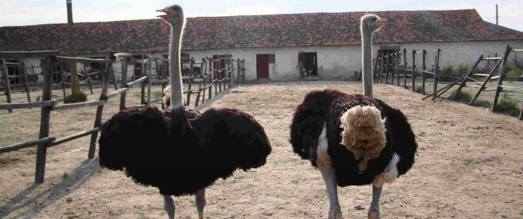Разведение страусов, как эффективный бизнес