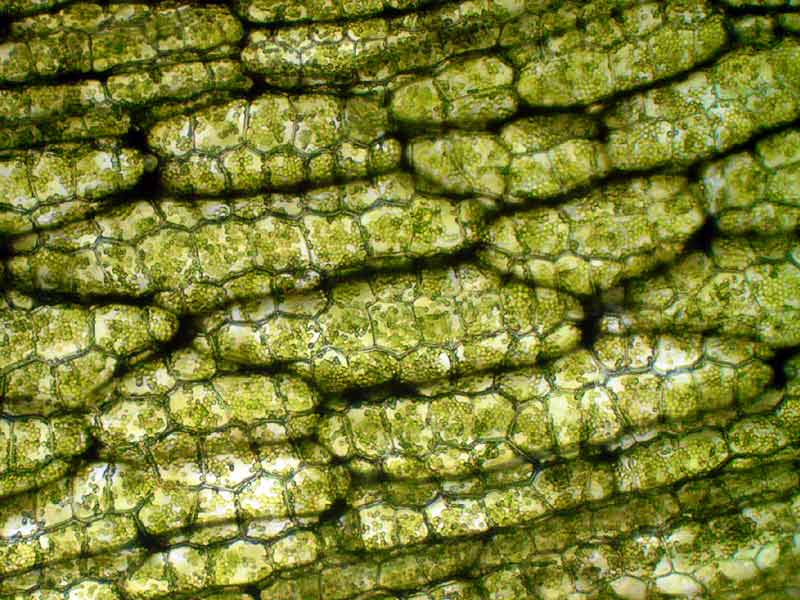 Что такое протоплазма клетки растения, ее функции и свойства