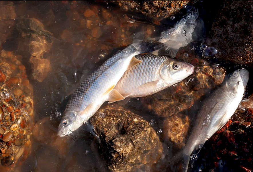 Втрати рибної галузі через знищення Каховської ГЕС продовжують зростати