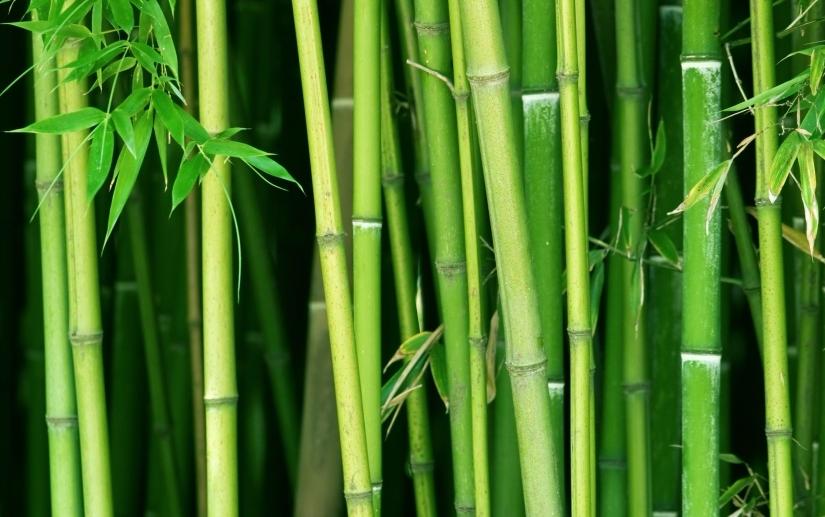 Интересности: 12 фактов о бамбуке