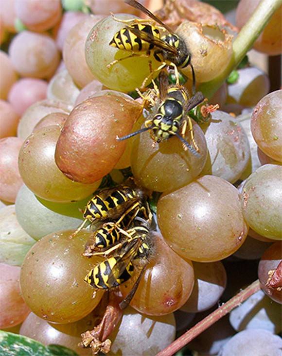 Как защитить виноград от нападения ос. Методы борьбы с осами ввинограднике. Активные и пассивные способы борьбы с насекомыми вредителямивинограда