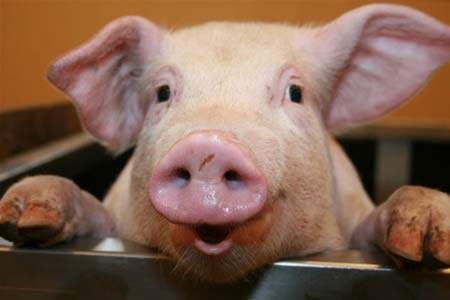 В Украине стремительно падает цена на живых свиней