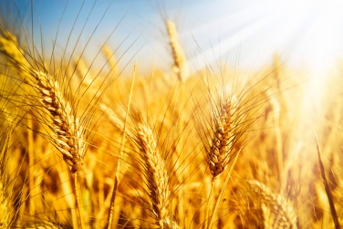 Украина уже экспортировала 33 млн. тонн зерновых