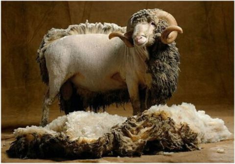 Стриження овець