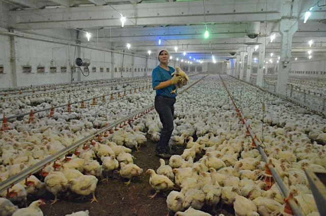 В Тернопольской области построят комплекс по переработке куриного помета в биогаз