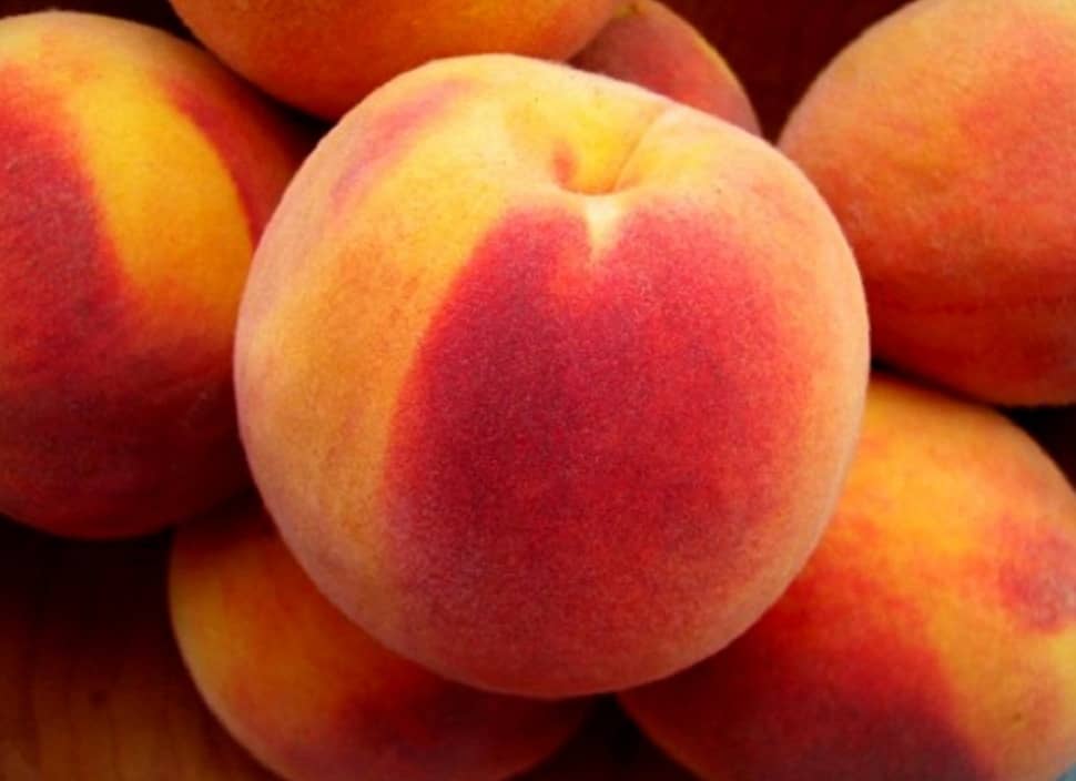 Лучшие сорта персика, рекомендованные к выращиванию на территории Украины