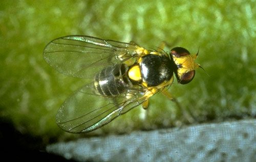 Насекомые – вредители. Клеверный минер Liriomyza trifolii