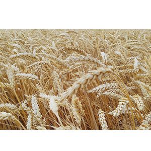 "Биология, селекция и производство тритикале и пшеницы 2020" - III Международная конференция