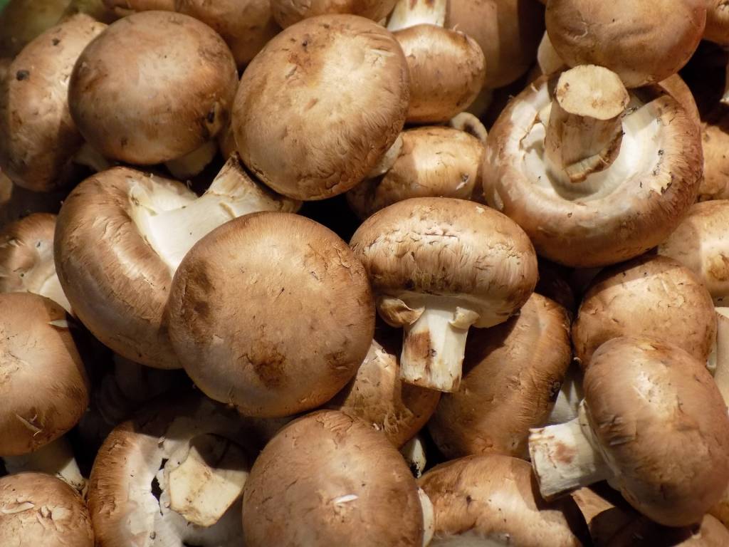 Праздник грибов и вкусные секреты шампиньонов