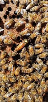 Пчелы линии асиоли