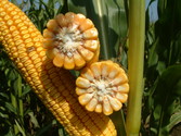 Насіння кукурудзи гібрид Гран 6 (ФАО 300)