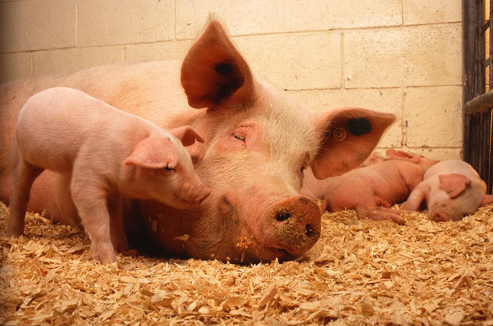 За последний год поголовье свиней сократилось на 563 тысяч голов