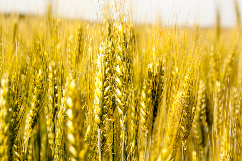Украинская органическая пшеница в Швейцарии превращается в хлеб премиум-класса 
