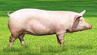 Закуповуємо свиней живою вагою