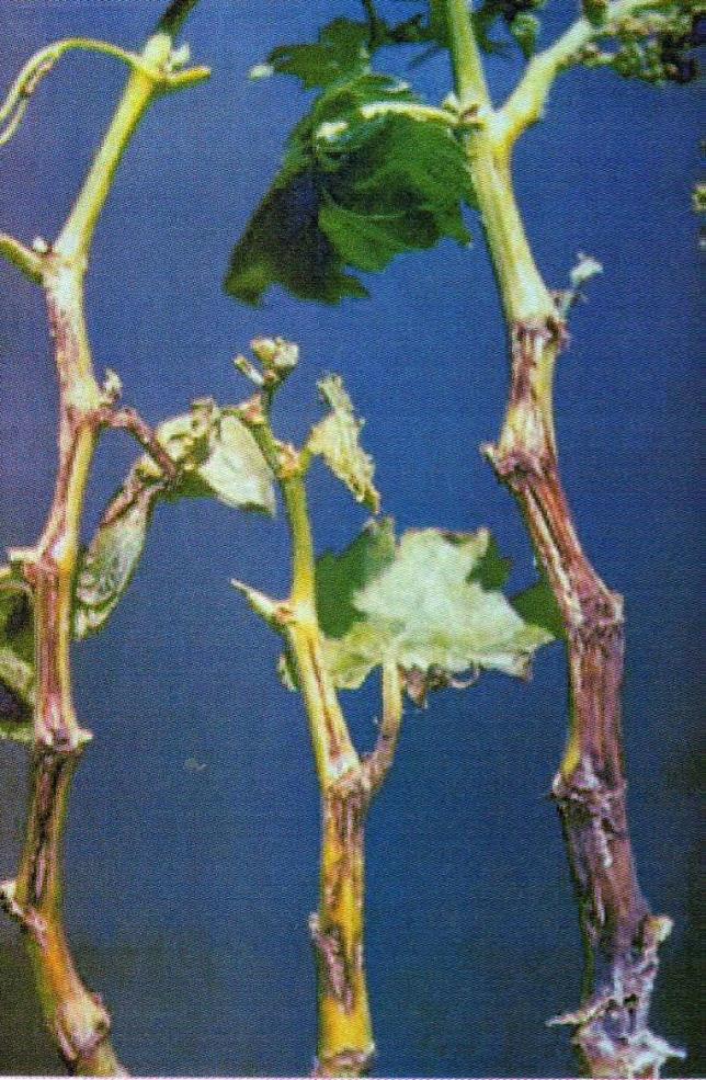 Бактериальное увядание винограда
