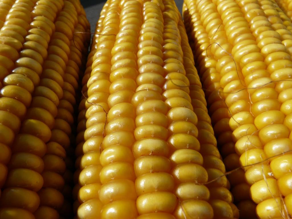Украинские аграрии начали убирать урожай кукурузы