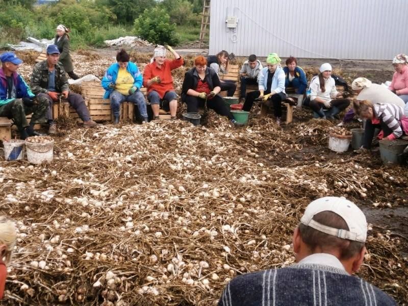 В Украине появился первый семенной завод чеснока 