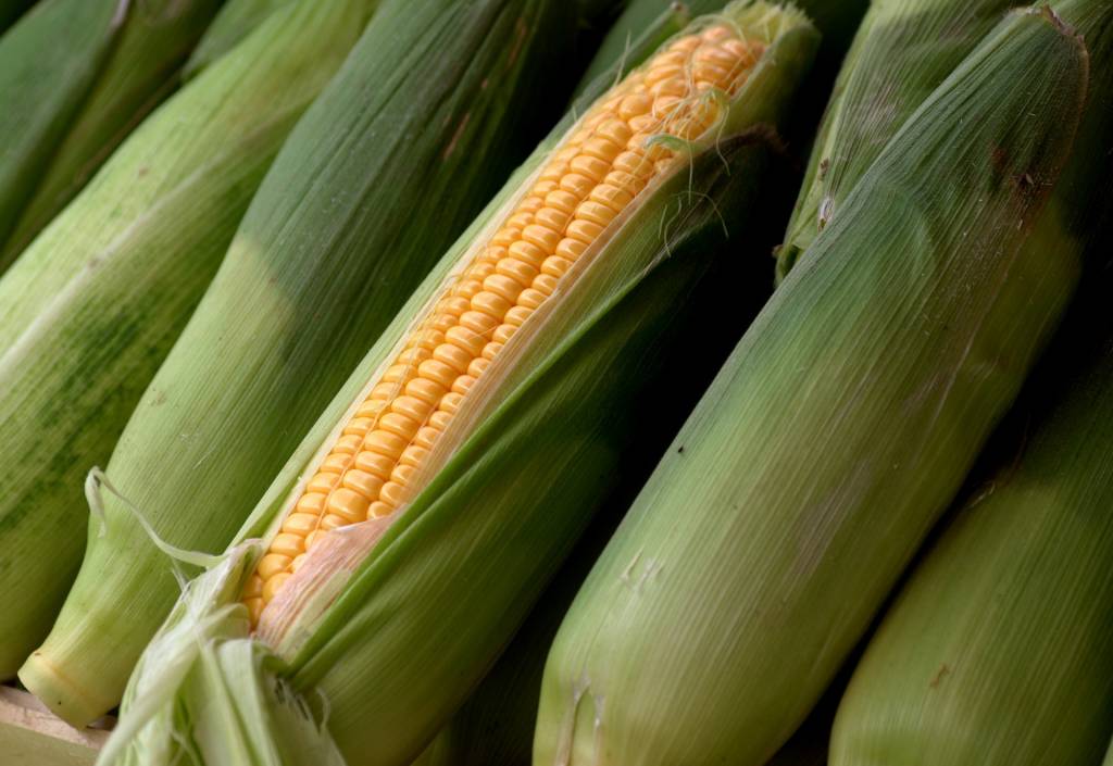 Государственная премия Украины – за работу по высокопродуктивным гибридам кукурузы