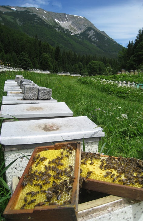 Бджоли лінії зінгер, порода карніка
