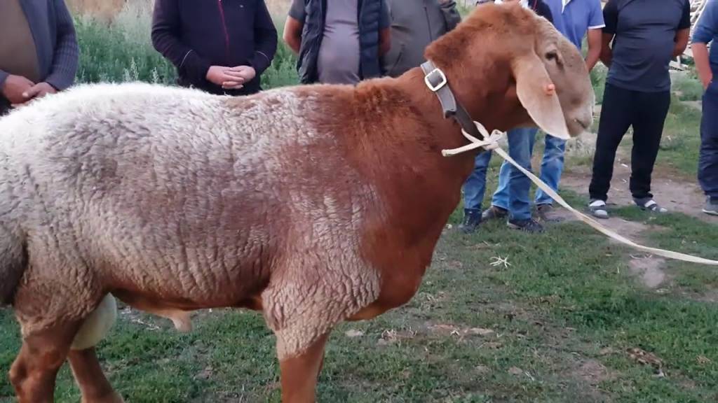 В Кыргызстане вывели новую породу гигантских овец