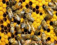 Куплю пчелосемьи