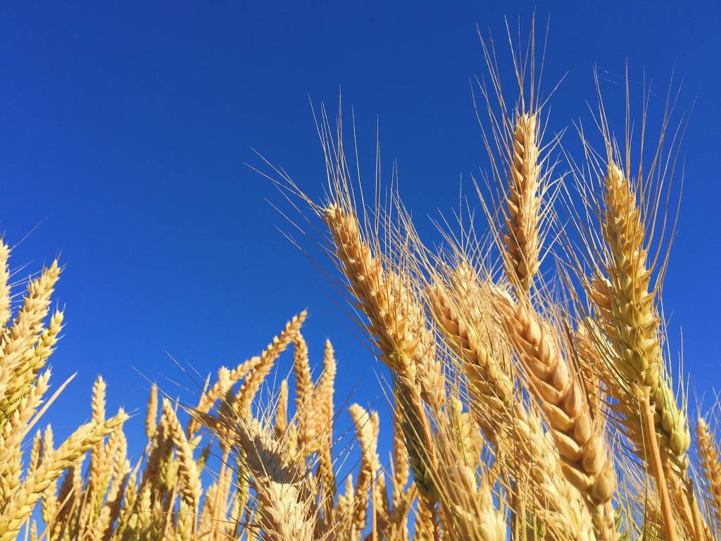 Аграрии более половины областей Украины уже убрали ранние зерновые