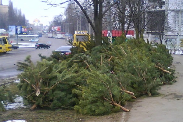 Черкасские жители будут топить котлы щепой из новогодних елок