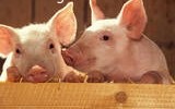 Куплю свиней живым весом, свиноматки и поросят от 15 голов