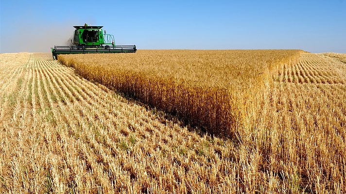 В Украине уже собрали больше девяти миллионов тонн ранних зерновых