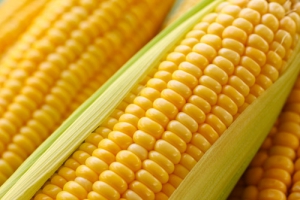 Семена гибридов кукурузы DuPont Pioneer позволяют повысить урожайность в условиях дефицита влаги