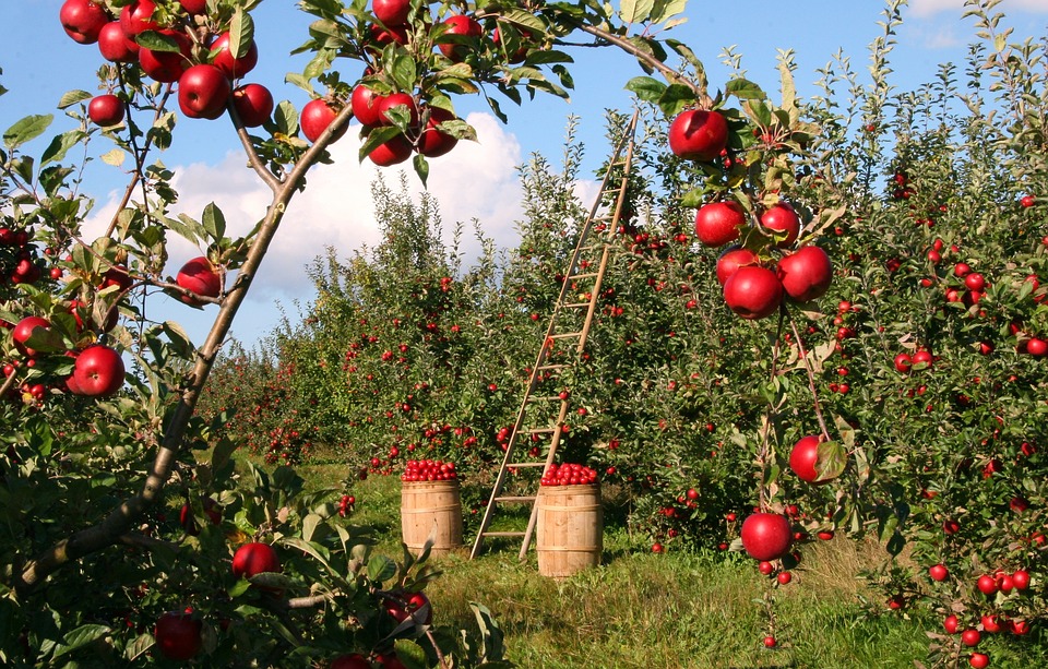 Соглашение о свободной торговле откроет двери в Израиль украинским яблокам и ягодам
