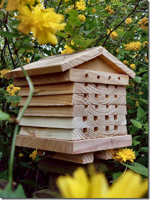 Полтавчане первыми в Украине создали пасеку из диких пчел