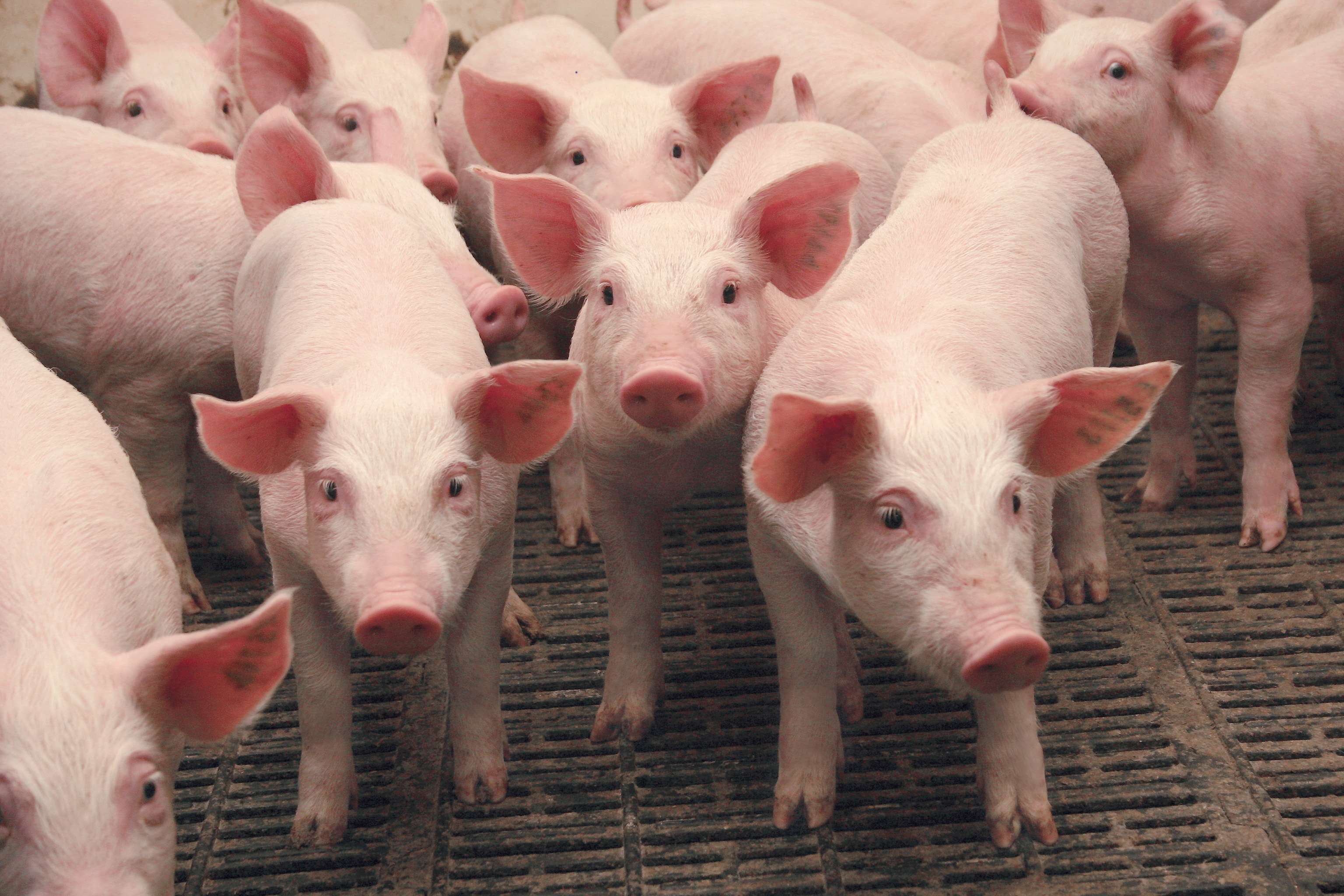 Нелегальная торговля свиньями в Польше вызвала семь вспышек АЧС за неделю