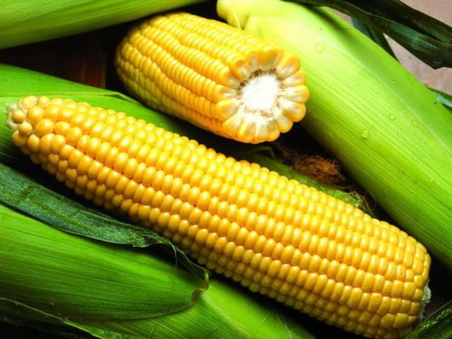 Интересности: 17 фактов о кукурузе