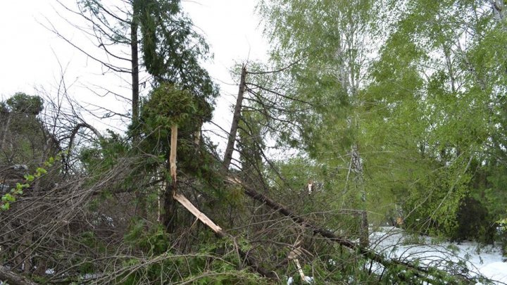 Уничтожено 80% деревьев и кустарников кишиневского ботанического сада