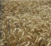 Семена пшеницы озимой - сорт Одесская 267. Элита, Черкасская обл.