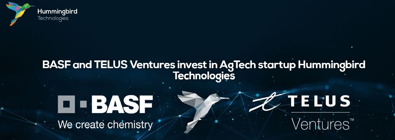 BASF та TELUS інвестують у AgTech стартап Hummingbird Technologies