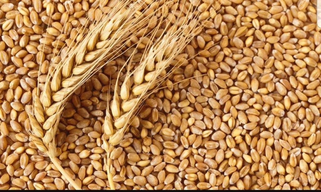 Урожайность зерновых достигла рекордной отметки