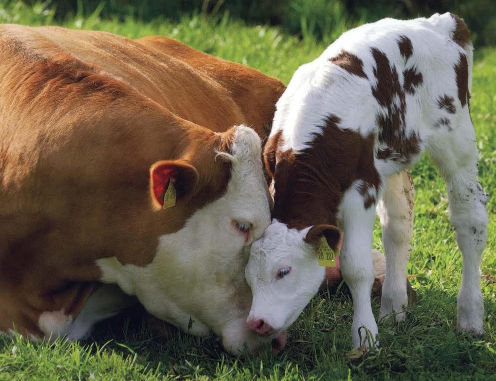 Мастит у коров: признаки, лечение, профилактика 🐄🐄