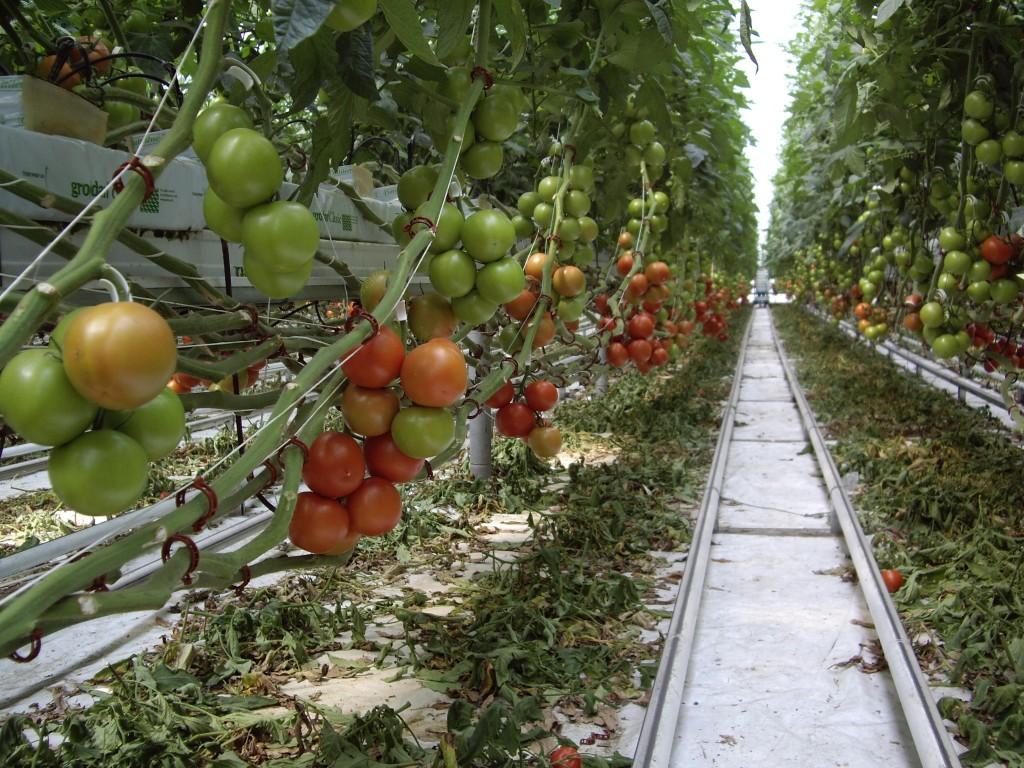 Казахстанские аграрии выращивают томаты по новой технологии