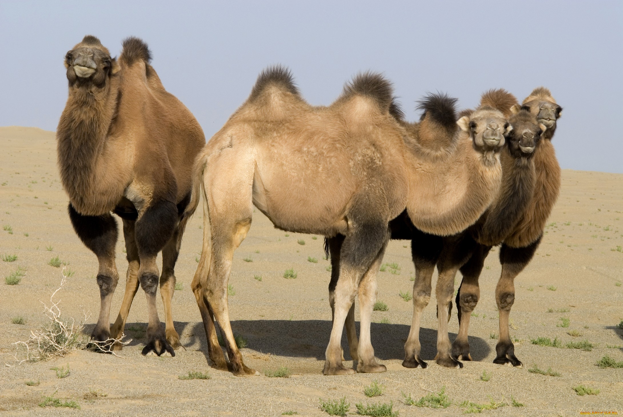 Одногорбый верблюд в Казахстане