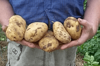 Поради городникам-початківцям. Як збільшити врожайність картоплі 