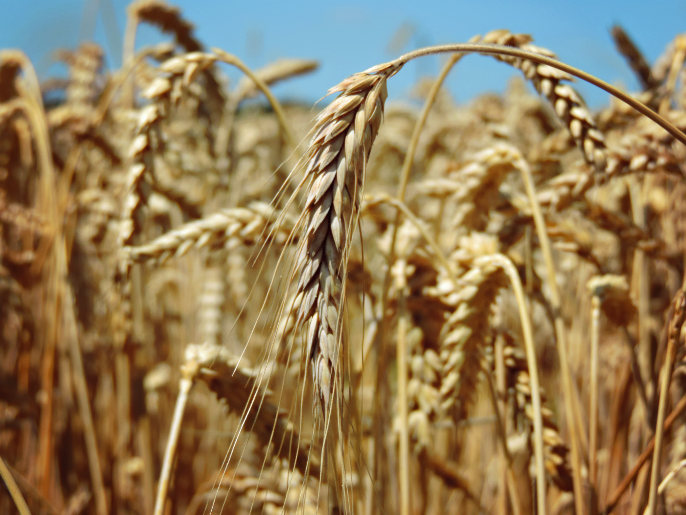 В Полтавской области стартовала уборка зерновых
