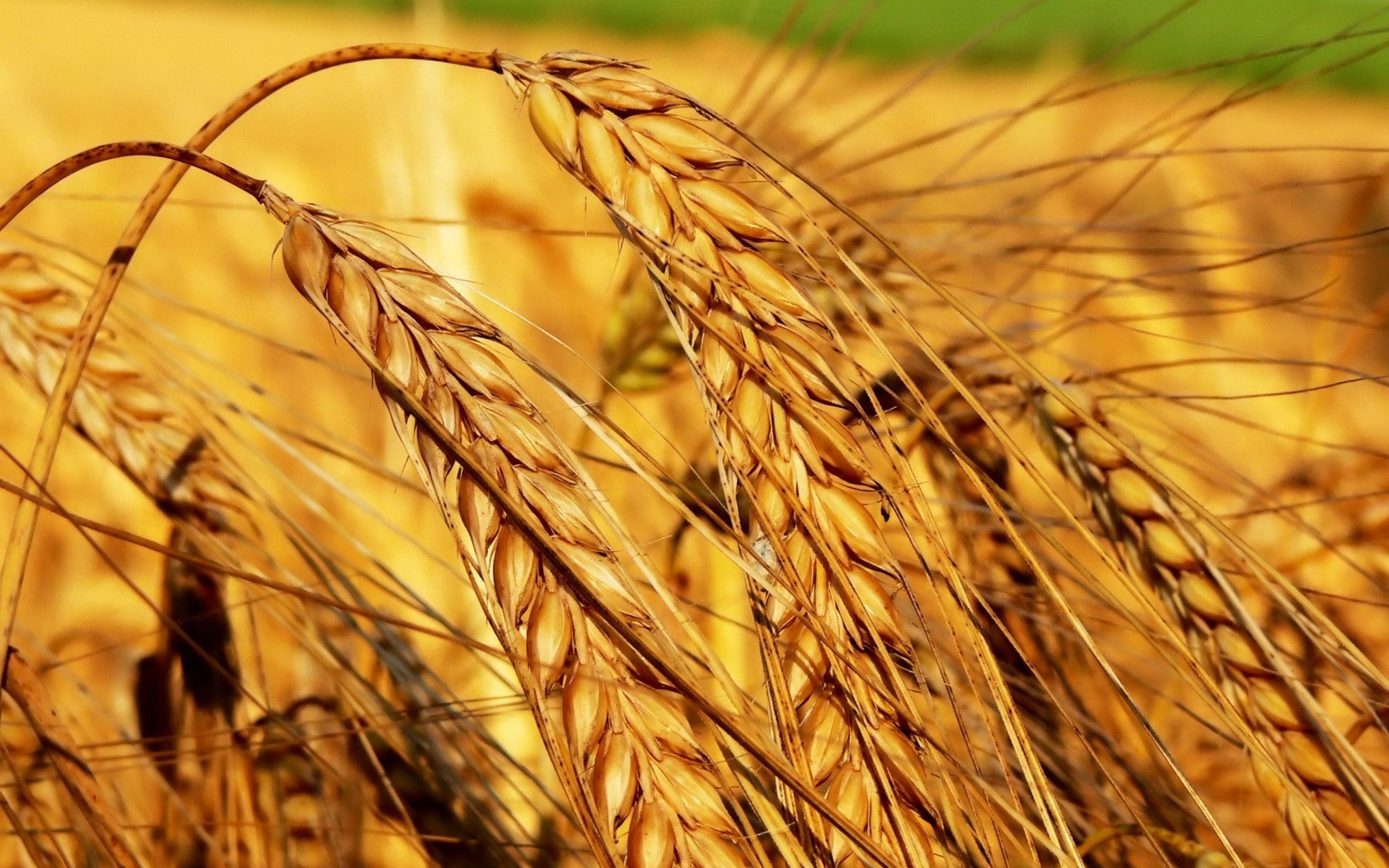 В Полтавской области продолжается уборка зерновых культур