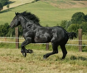 Першеронська порода коней