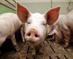 Вирощування свиней у власному господарстві (друга частина)