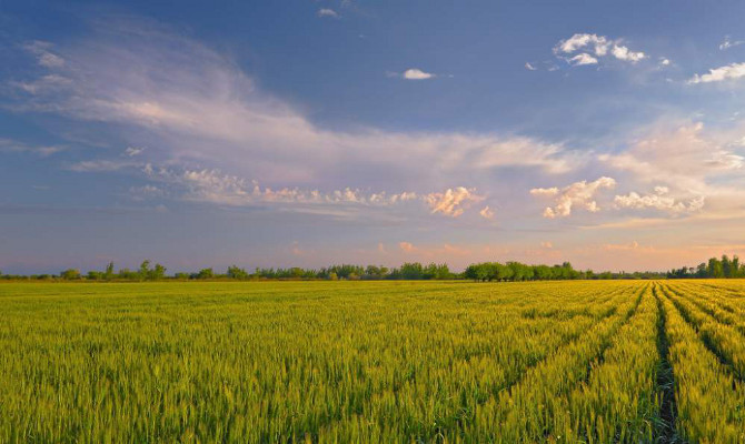Посевы пшеницы в США достигли самого низкого показателя за последние 98 лет