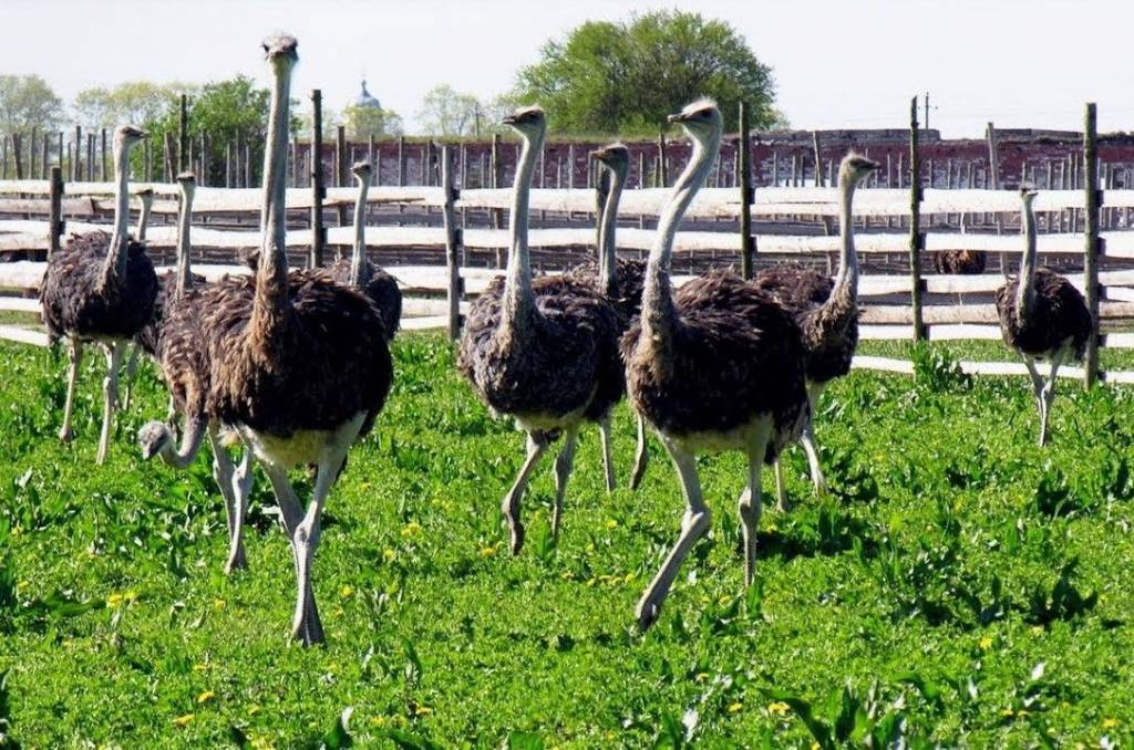Вирощування та розведення страусів: бізнес чи хобі
