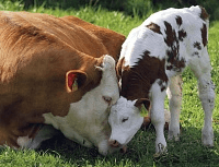 Мастит молочних корів